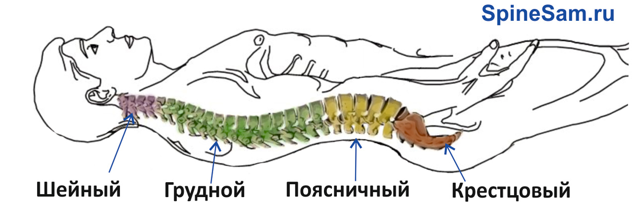Отделы и изгибы позвоночника